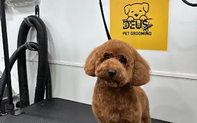Deus pet grooming in Miami, FL