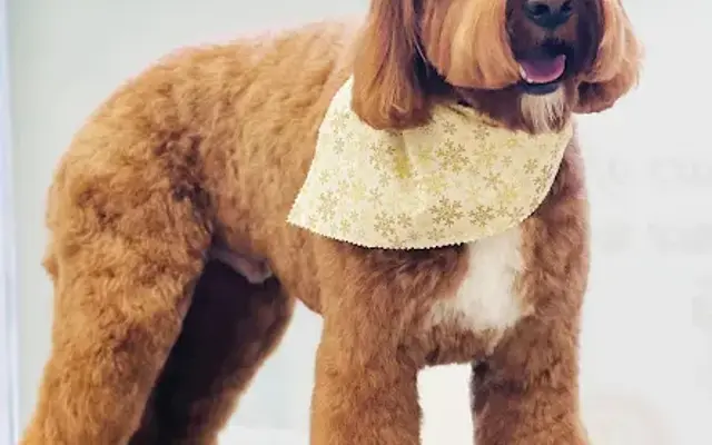 PinkDog Grooming & Spa Sudbury in Sudbury, MA