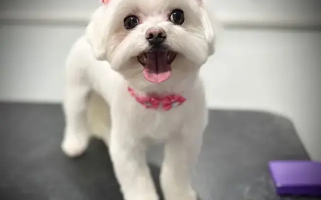 Doggy Stylzz Grooming LLC in Lake Elsinore, CA