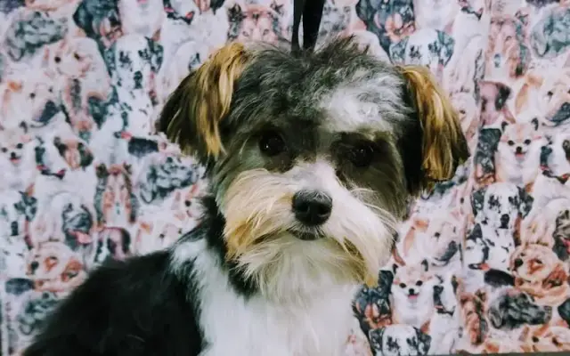 CJ's Grooming Salon in Longview, WA