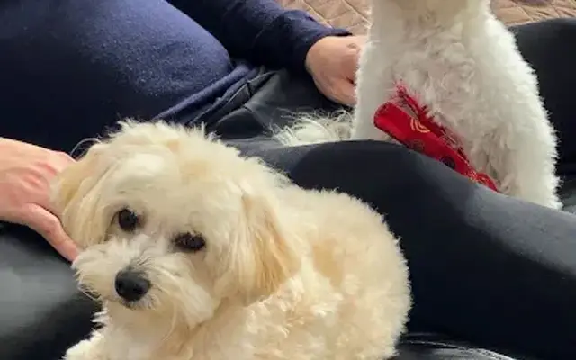 Little Misfits Grooming in Naugatuck, CT