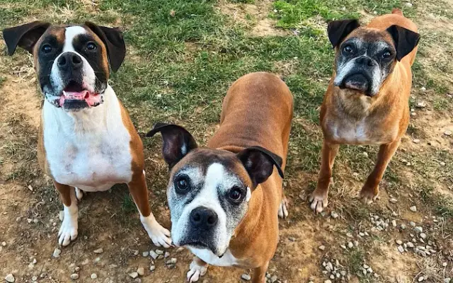 Fairview Pet Kennels inc in Hagerstown, MD