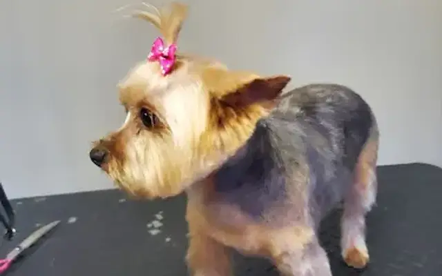 Puppy Purr-fections Mobile Grooming Headquarters in Colquitt, GA