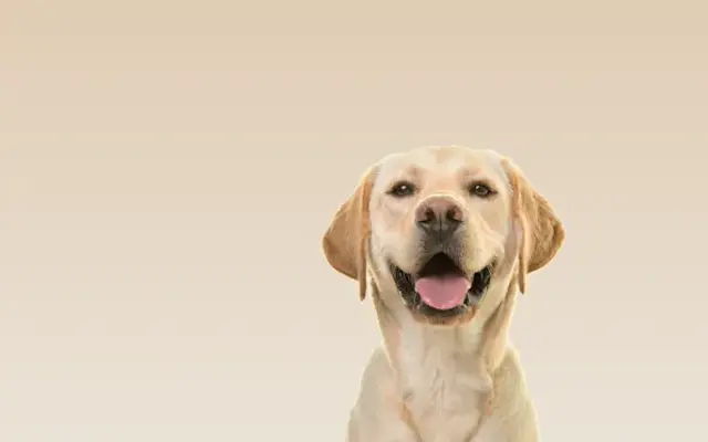 Calming Nature Pet Grooming, LLC in Yelm, WA