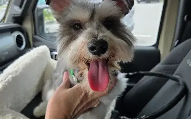 PetSmart Grooming in Sevierville, TN