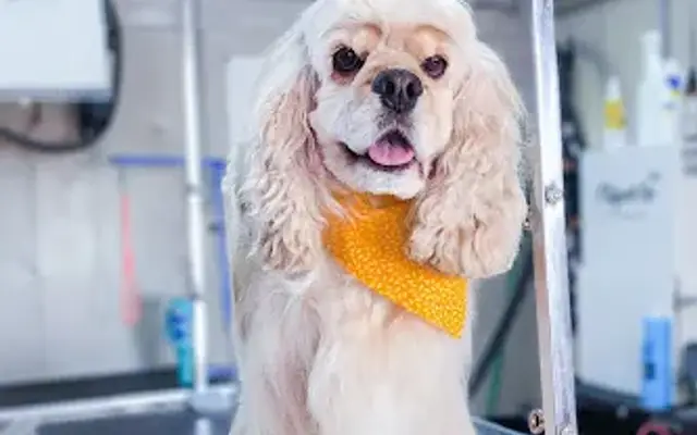Rockin Rodeo Pet Grooming LLC in Brownsboro, TX