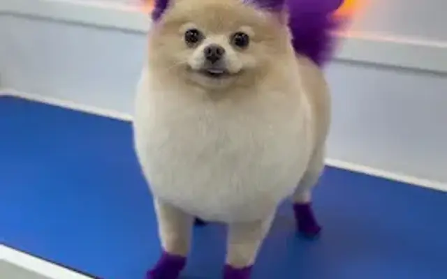 May-Lo PET Grooming in Miami Springs, FL