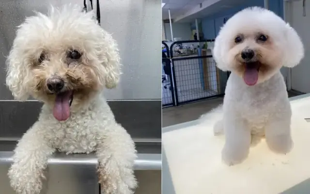 Pet Stop Grooming And Boarding, LLC in Cocoa, FL