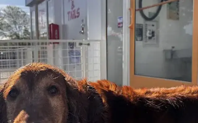 Tubs and Tails Pet Wash in Ellensburg, WA