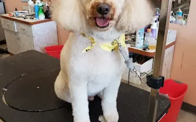 All Pets,inc in Buffalo Grove, IL