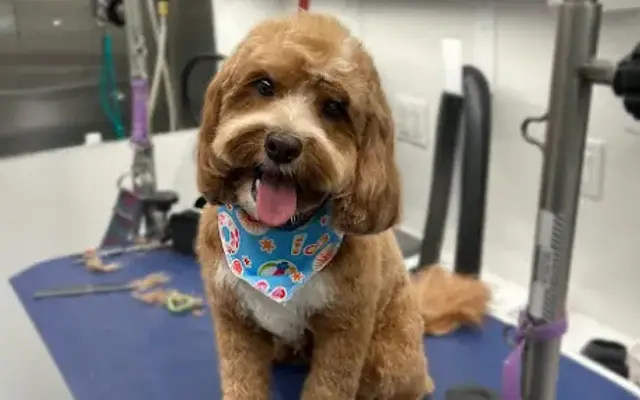 Pawjamas Grooming in Tiburon, CA