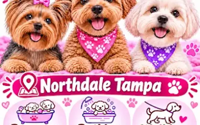 Small Dog Care in Tampa, FL