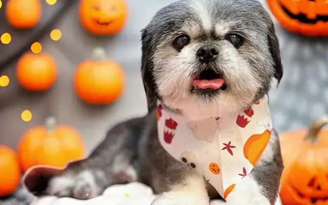 Wags To Riches Grooming by April in Prattville, AL