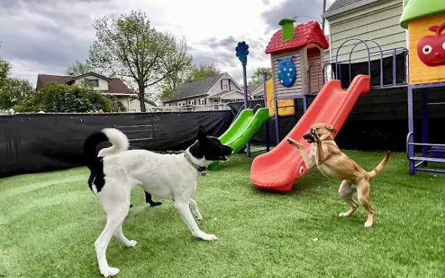 Dayton Pet Care in Dayton, OH