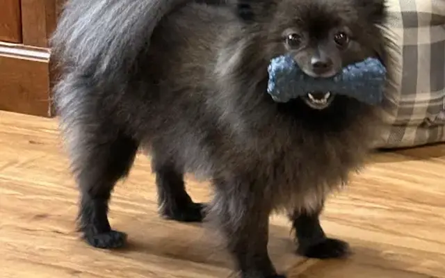 Melba's Pet Grooming in Eunice, LA