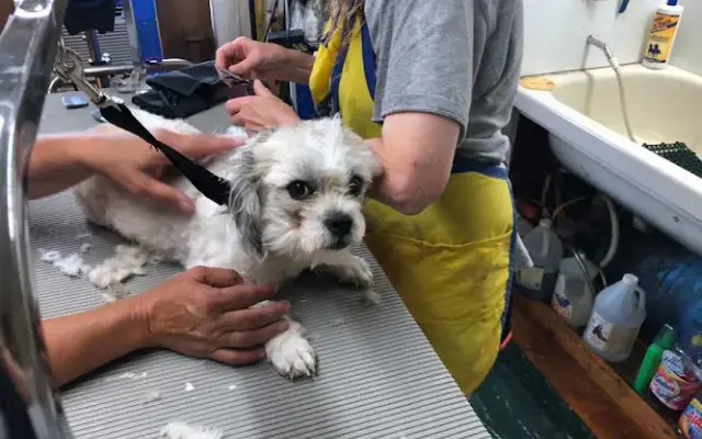 Dog Styles in Addison, NY