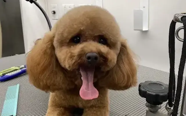 Little Paws Perfection Mobile Grooming in Reno, NV