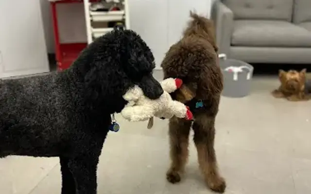 Howl Nation Boutique Dog Hotel & Grooming in North Miami Beach, FL