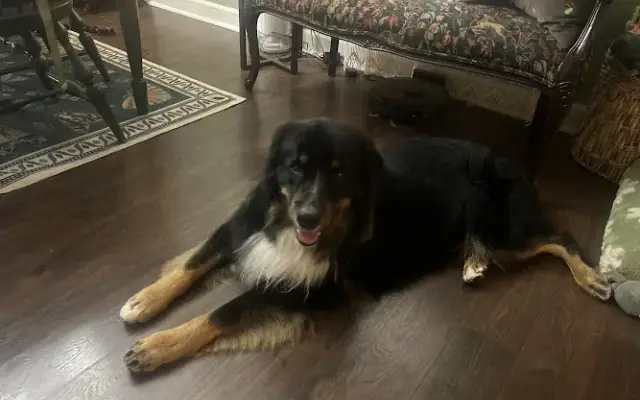 The Southern Wash Bucket Dog Grooming and Spa in Simpsonville, SC
