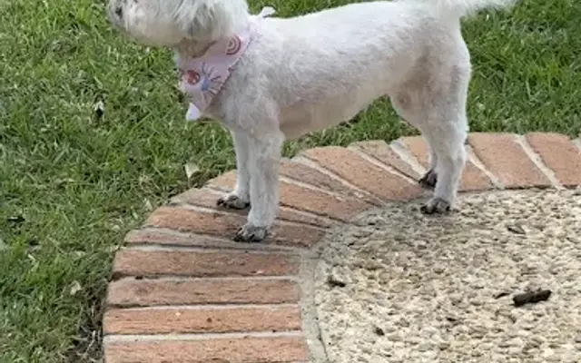 Groovy Tails Dog Spaw in San Antonio, TX