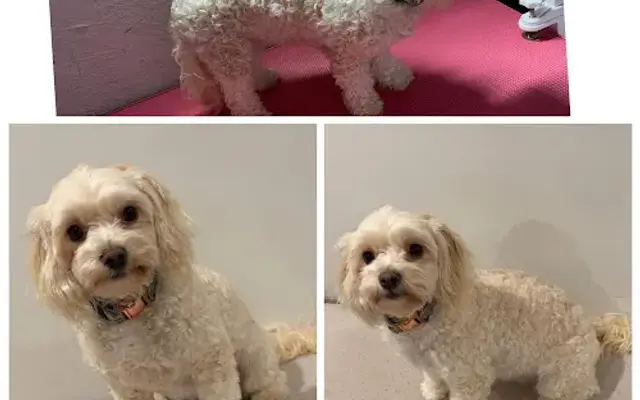 Pretty Paws Pet Parlor in Nabb, IN