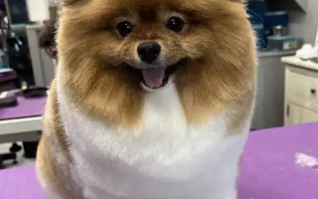 Clip & Dip Dog Grooming in Natick, MA