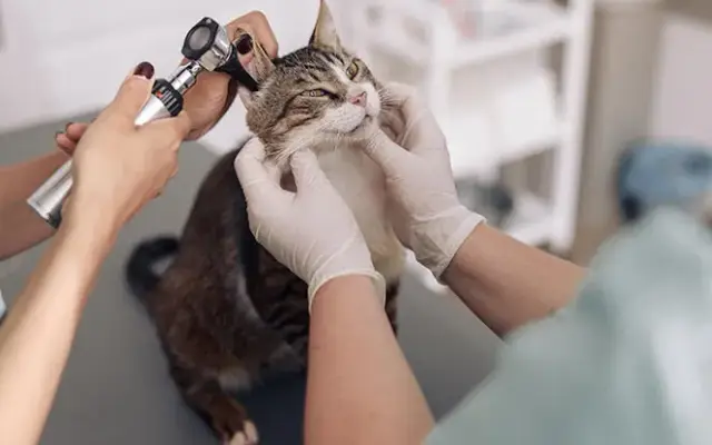 Banfield Pet Hospital in Chesapeake, VA