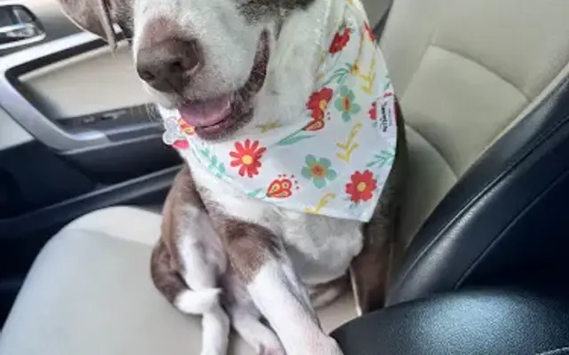PetSmart Grooming in Chicago, IL