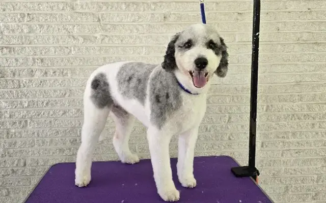 Travelin' Tails in Aurora, CO