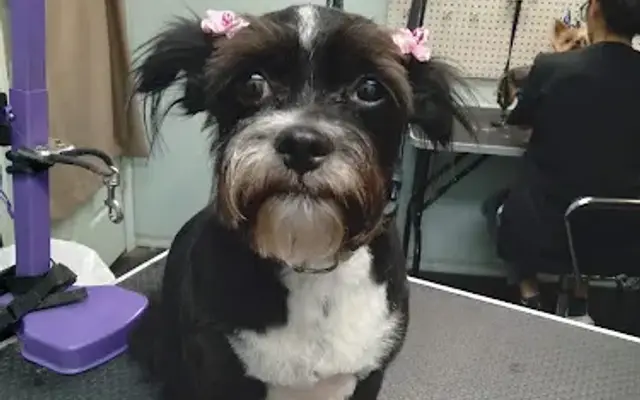 The Works Dog Grooming in Ocala, FL