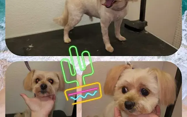 Kawaii Paws Dog Grooming in Gilbert, AZ