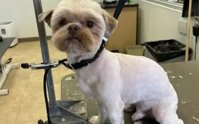 Shear Junky Dog Grooming in Paw Paw, MI