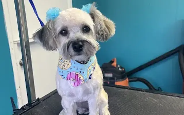 Montanas Dog Grooming and Spa in Panama City Beach, FL