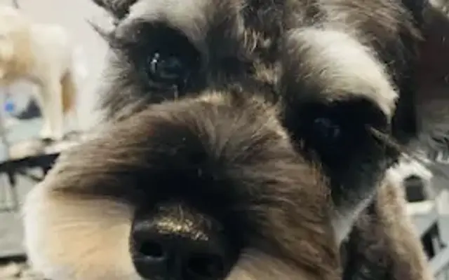 Precision Kuts Pet Grooming in Vero Beach, FL
