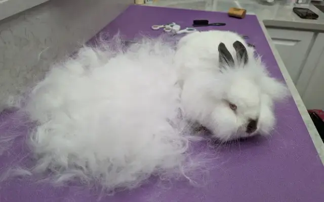 The Bunny Bungalow in Seminole, FL
