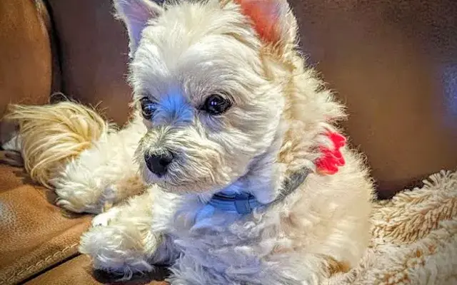 The Red Rover Grooming in Bates City, MO