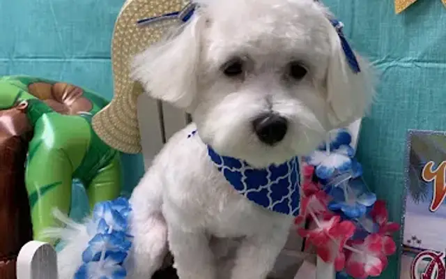 Designer Dogs of West Cobb Grooming & Boarding in Marietta, GA