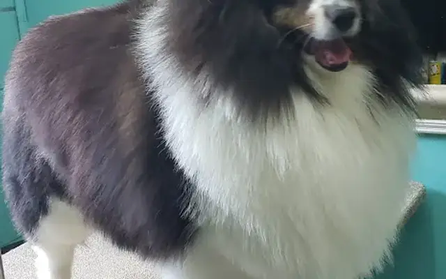 Waggin' Tail Ranch Pet Grooming & Boarding in Mt Sterling, KY