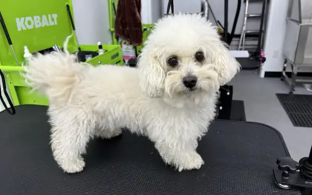 The Corner Grooming Shop in North Hollywood, CA