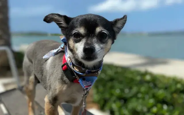 Mobile Pet Grooming VIP Corp in Miami, FL