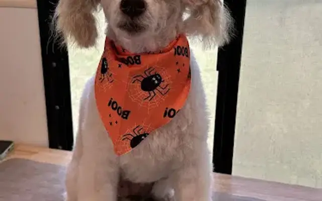 Fur Ever Fresh Grooming in Lufkin, TX