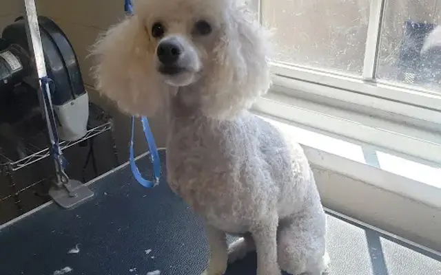 Grooming by SaraBeasley (Andalusia Animal Clinic) in Andalusia, AL