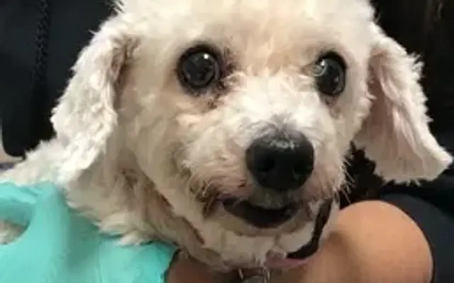 Ce Ce Belle Pet Hotel in Vista, CA