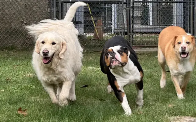 Camelot Kennels in Monson, MA
