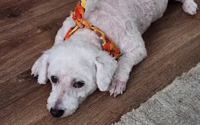 Deb's Grooming in Pearl River, LA