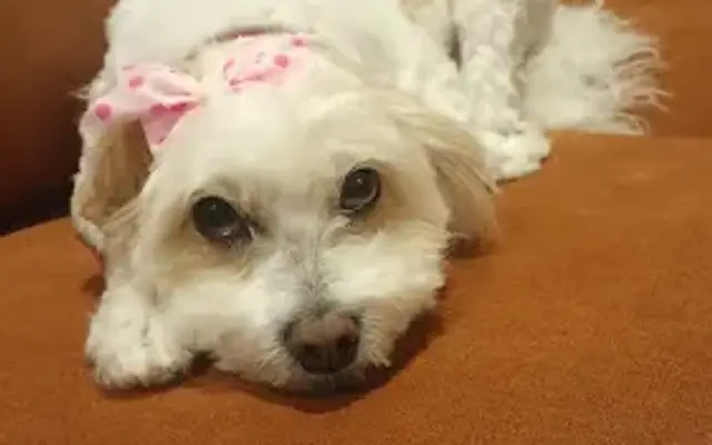 The Paw Spa on Collie Ln in Falls Church, VA