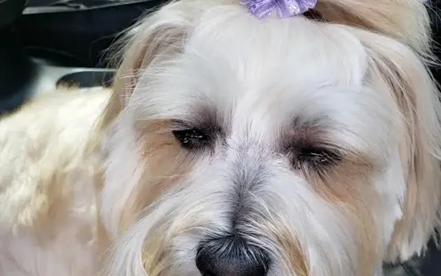 Fresh Prints Pet Spa in St Johns, FL