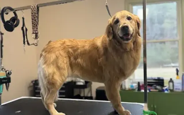 Goldie's Locks Pet Spa in Mechanicsville, VA