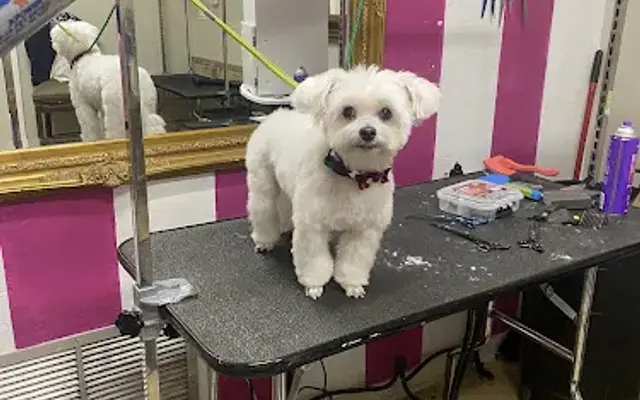 Tally's Pink poodle LLC in Dunnellon, FL