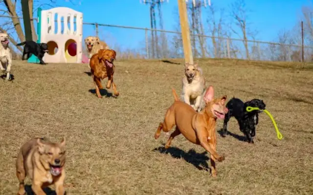 Clearview Pet Care Centre in Omaha, NE